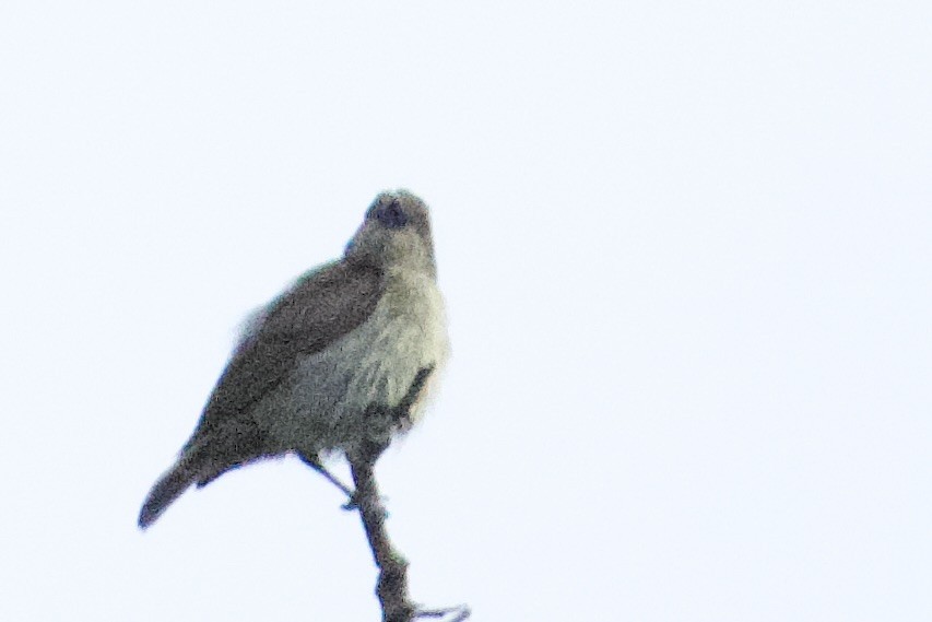 Tenggara Whistler - ML634942893
