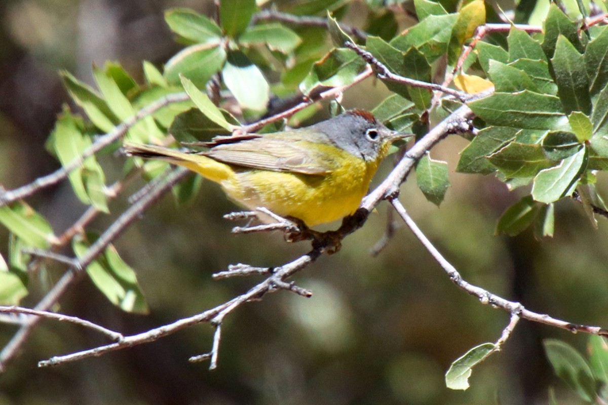 Nashville Warbler - ML634943054