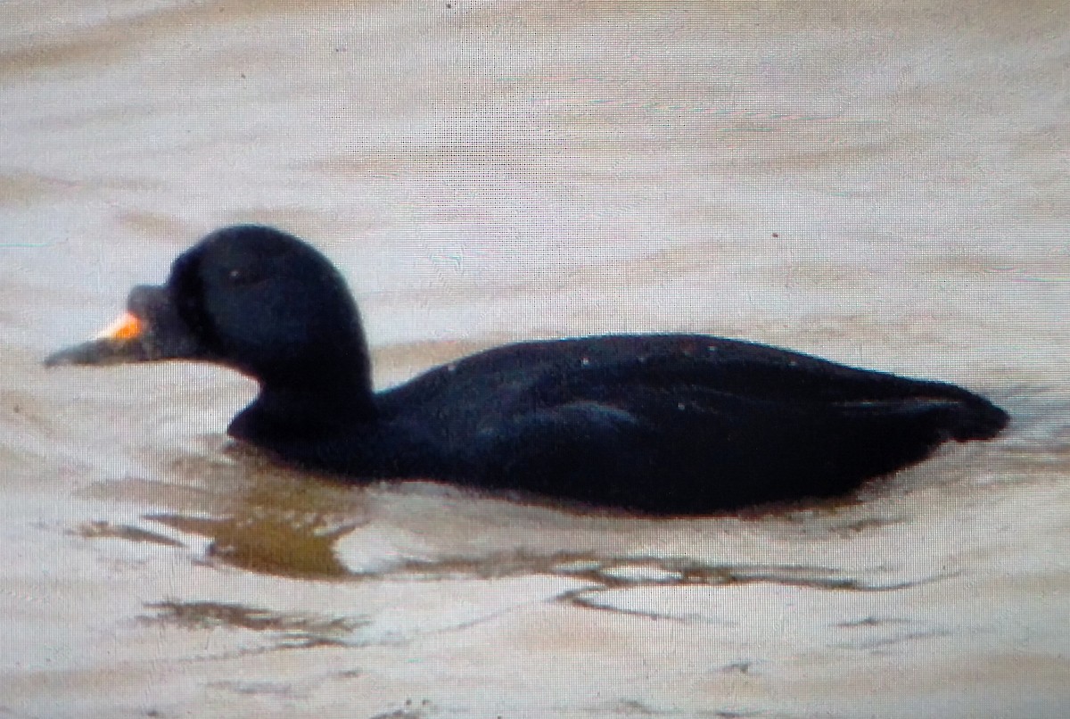 Common Scoter - ML634943122