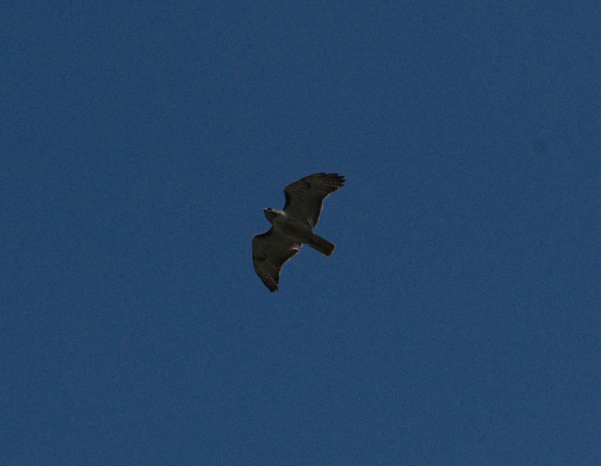 Red-tailed Hawk - ML634943174