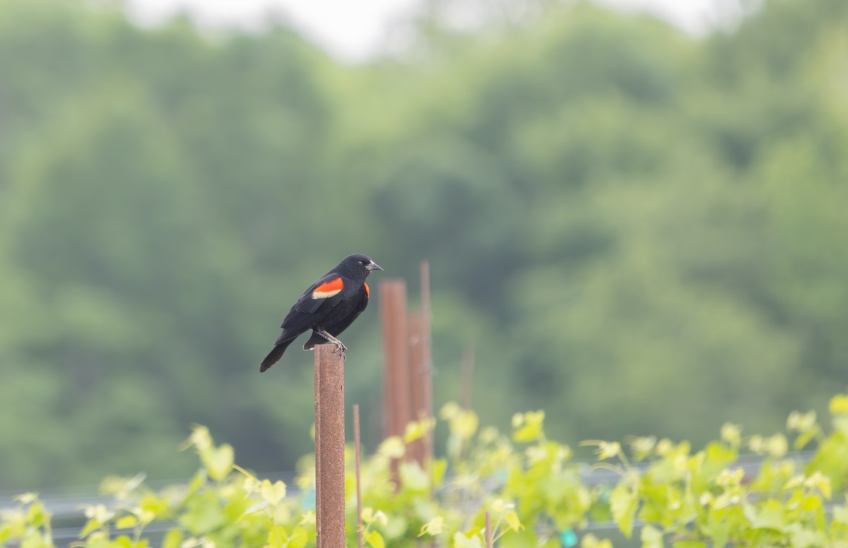 Red-winged Blackbird - ML634943176