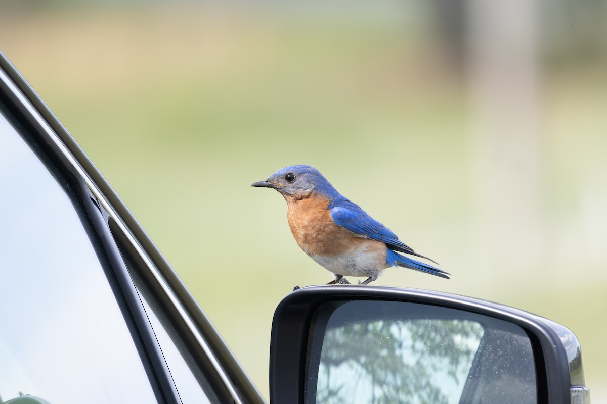 Eastern Bluebird - ML634943198
