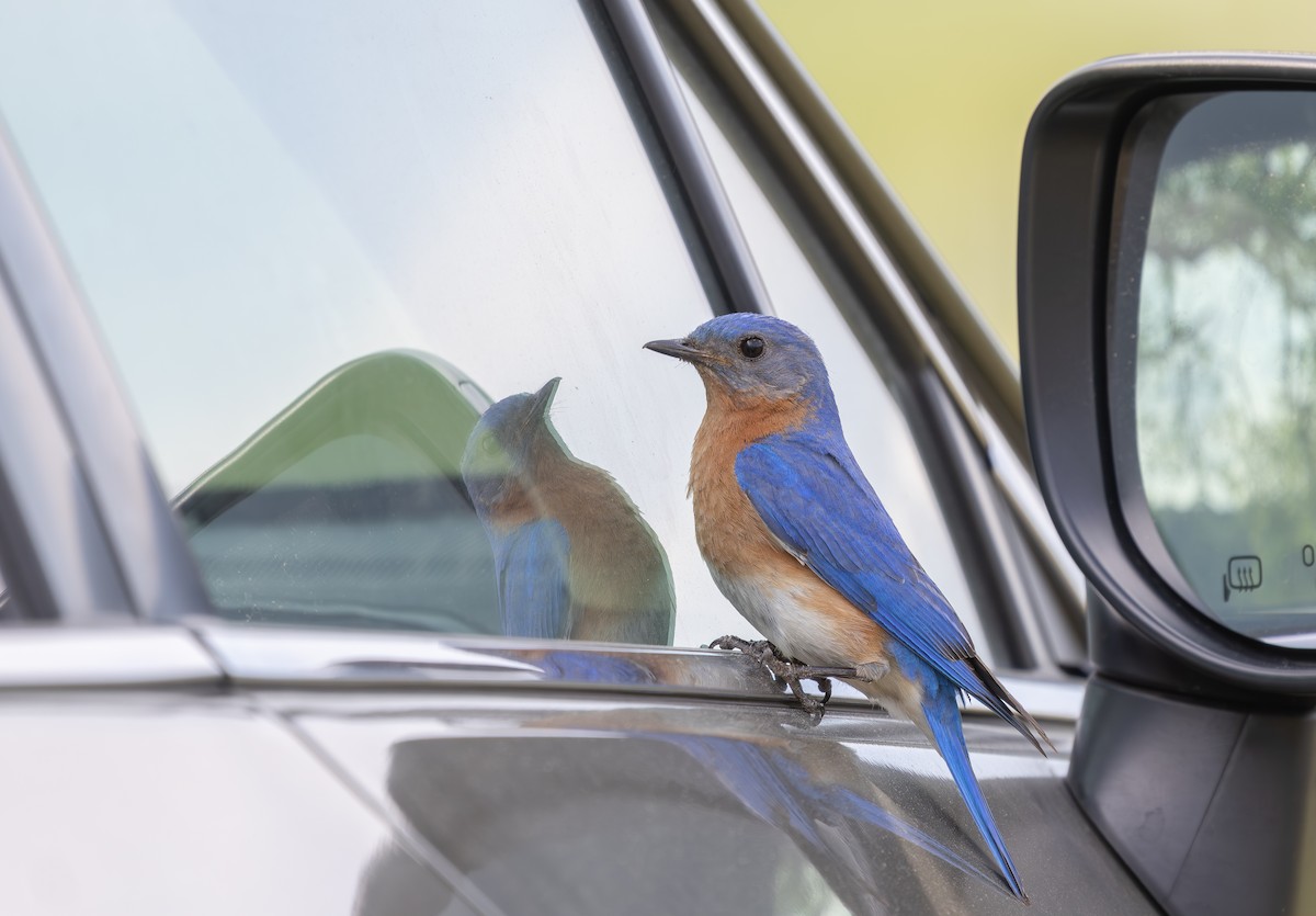 Eastern Bluebird - ML634943200