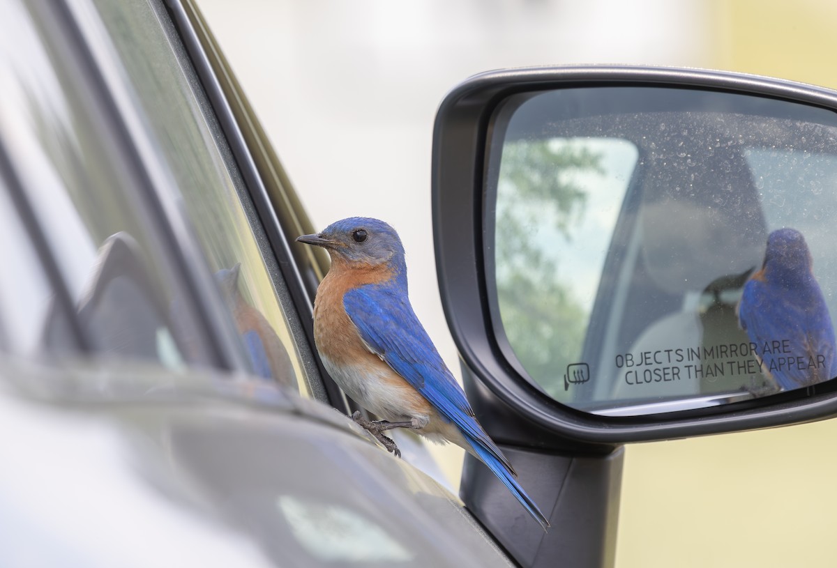 Eastern Bluebird - ML634943201