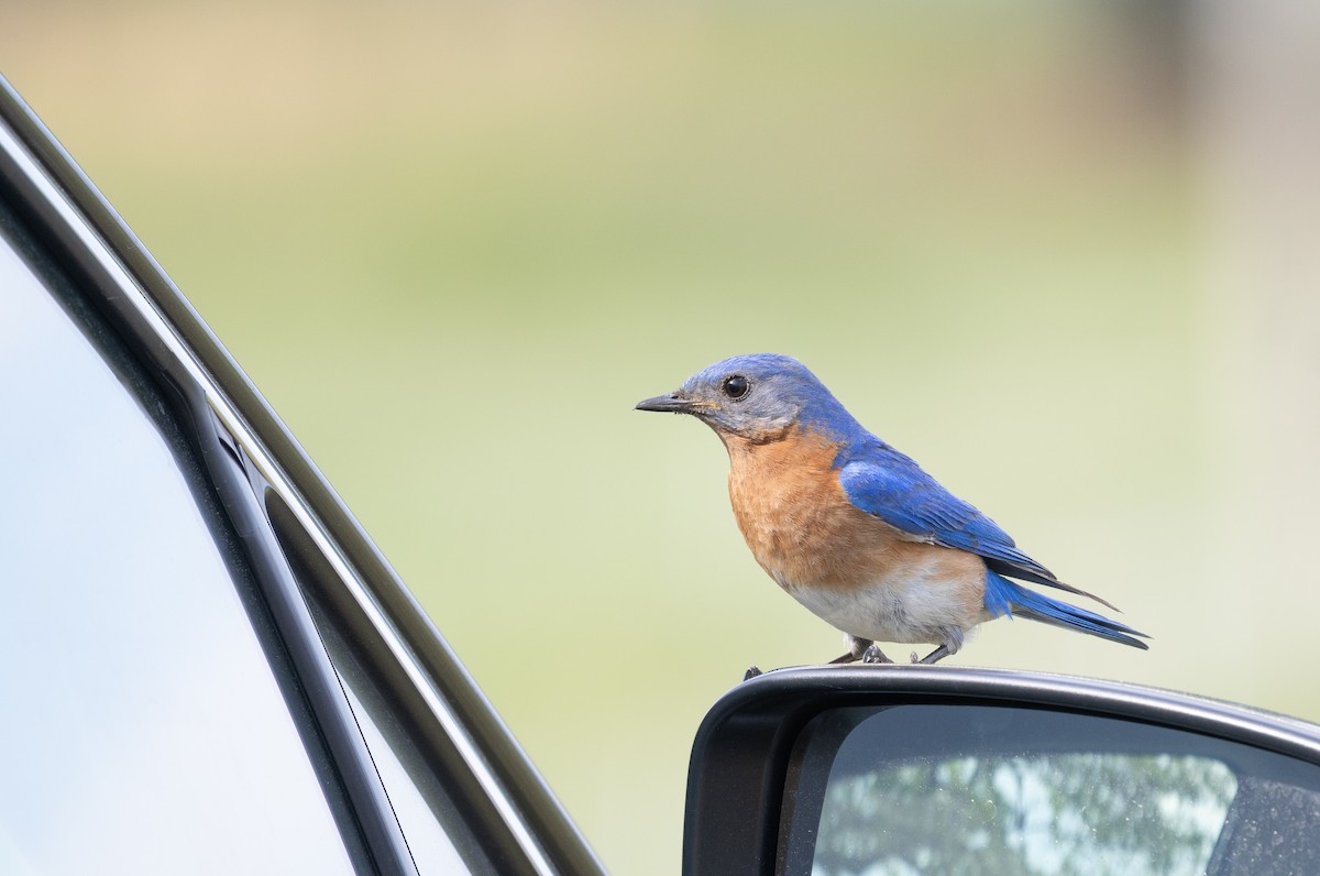 Eastern Bluebird - ML634943203