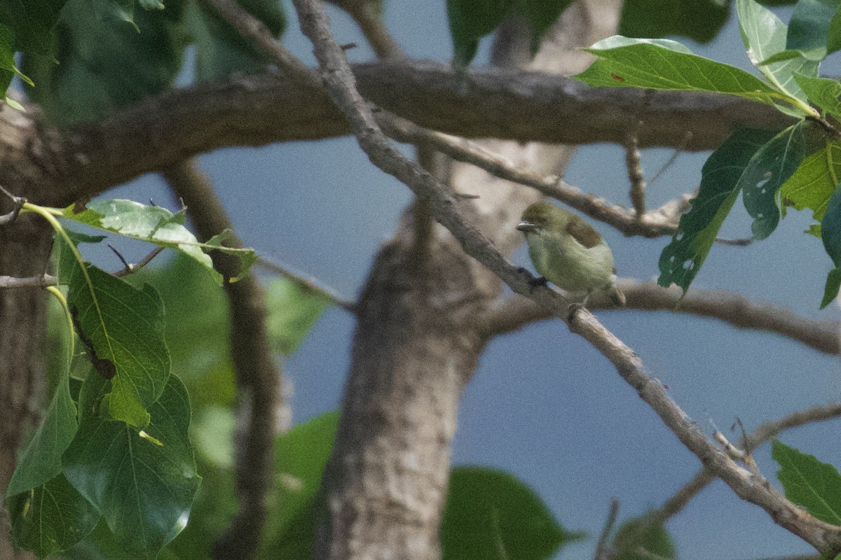 Golden-rumped Flowerpecker - ML634943283