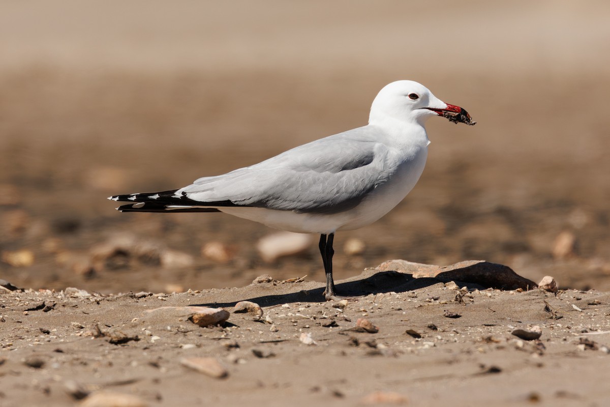 Audouin's Gull - ML634943318