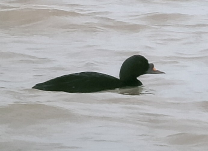 Common Scoter - ML634943391