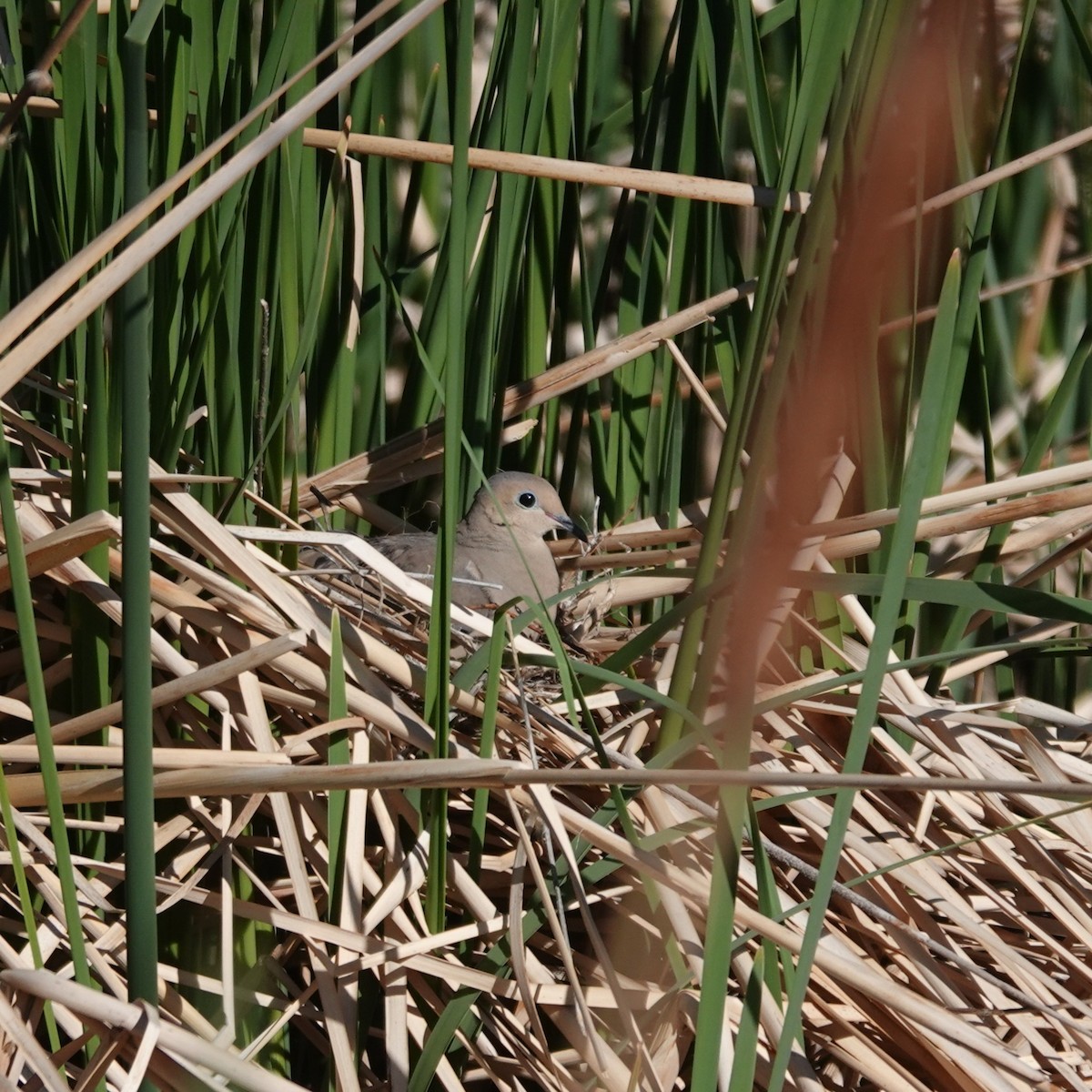 Mourning Dove - ML634943507