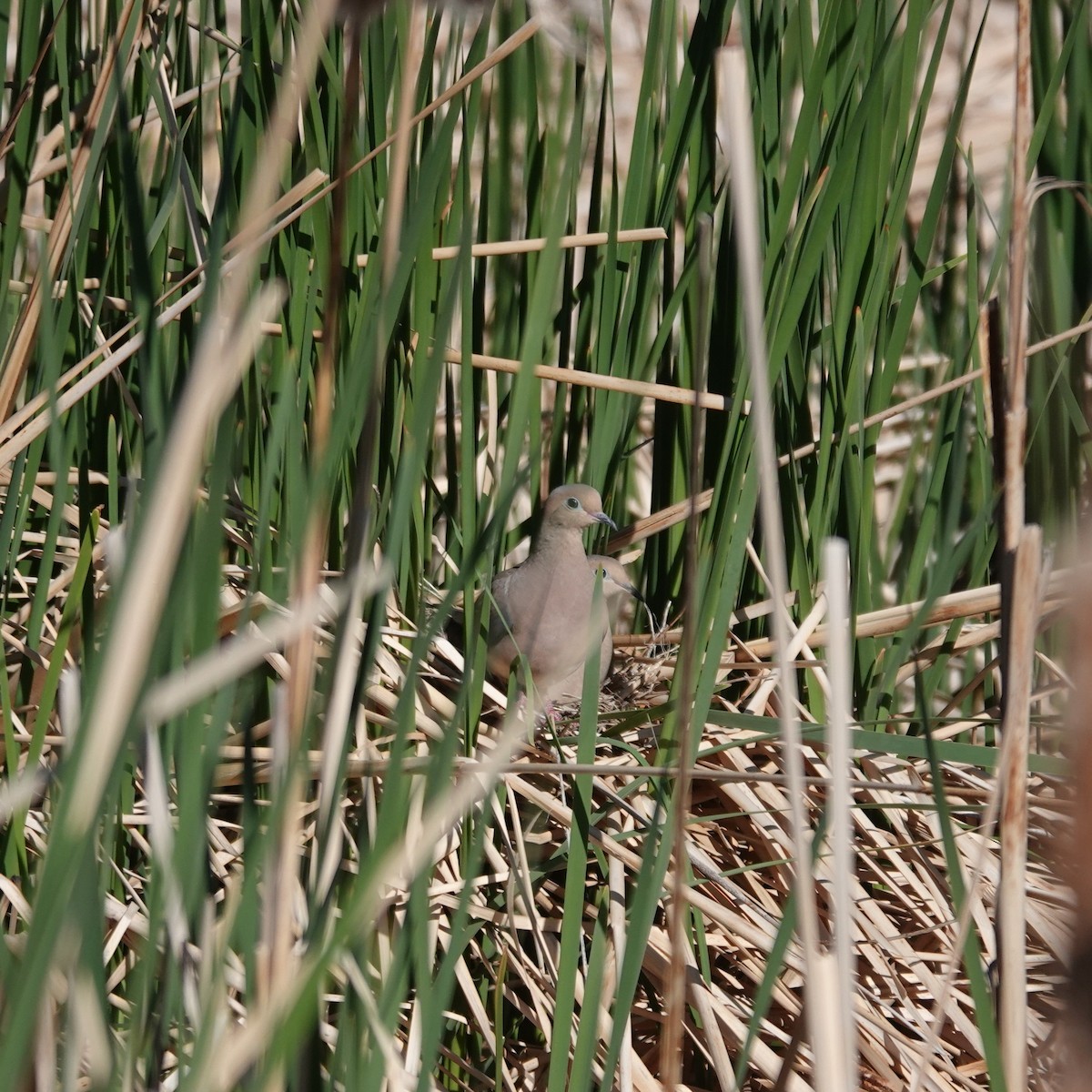 Mourning Dove - ML634943509