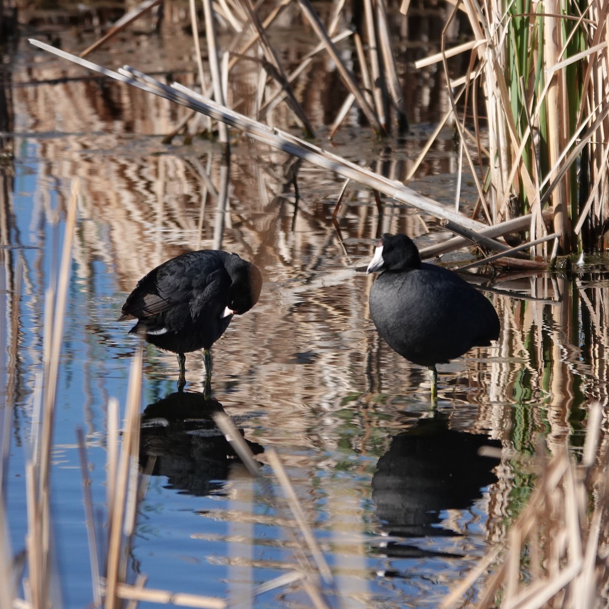 American Coot - ML634943522