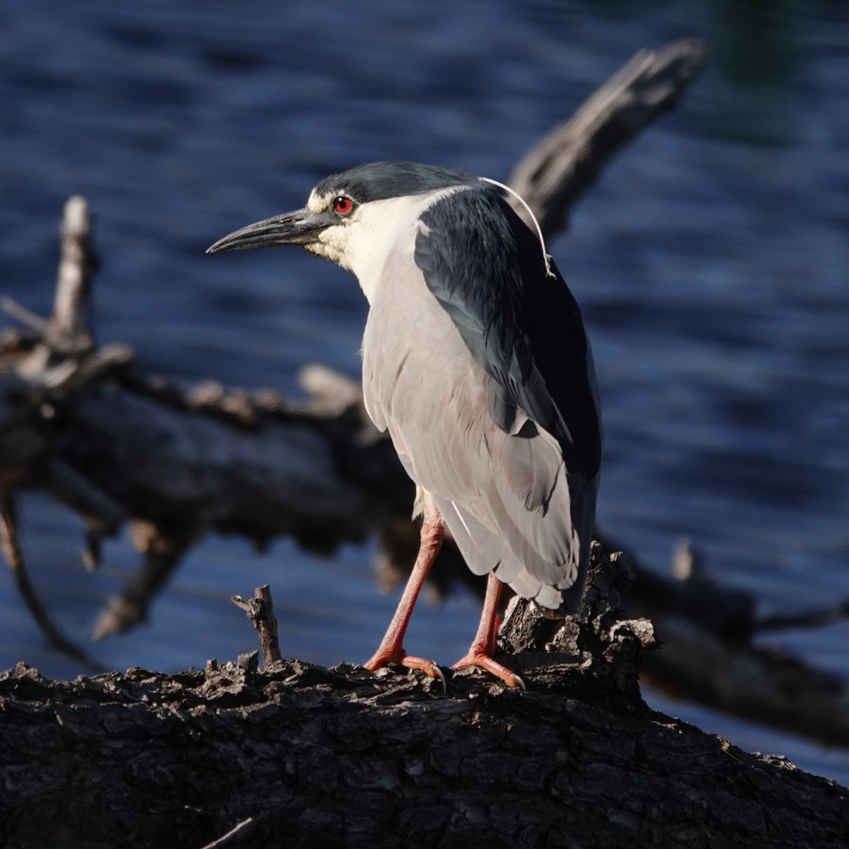 Black-crowned Night Heron - ML634943542