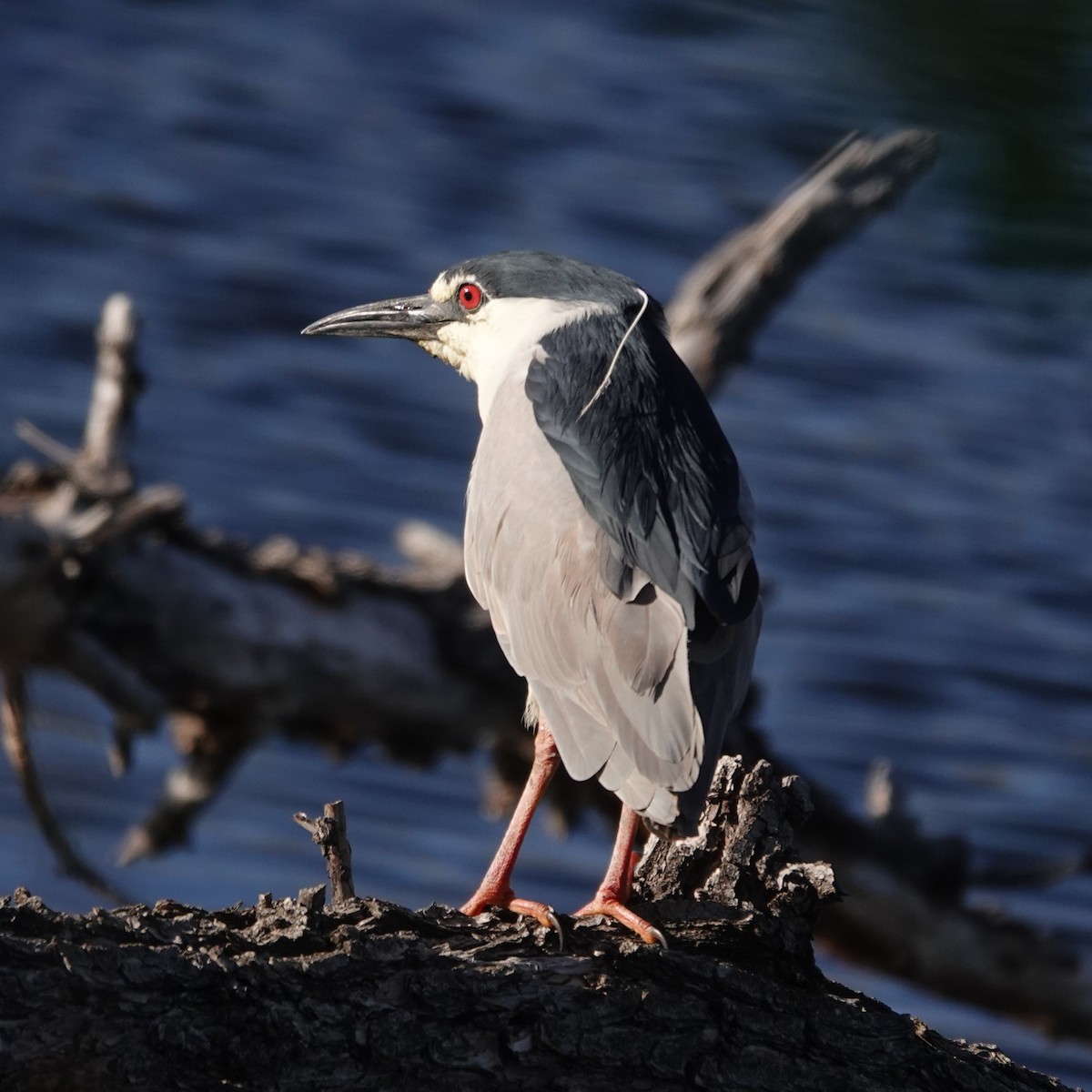 Black-crowned Night Heron - ML634943543