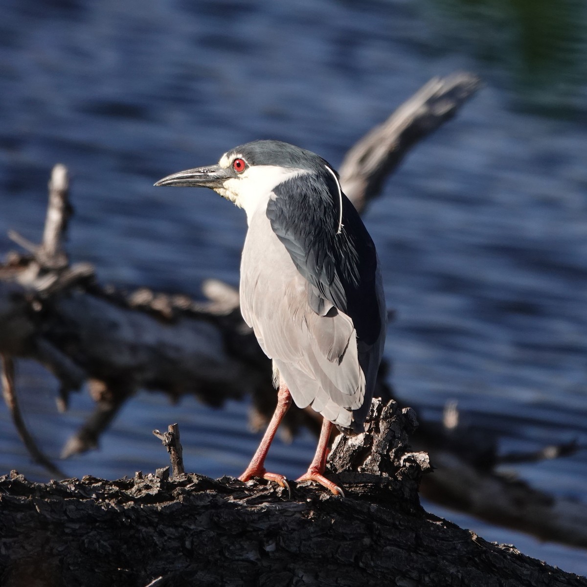 Black-crowned Night Heron - ML634943544