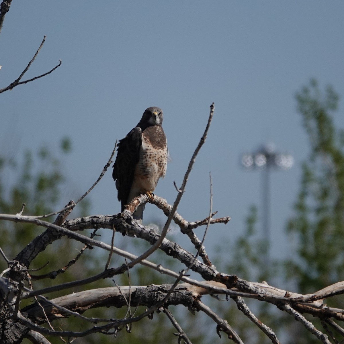 Swainson's Hawk - ML634943558