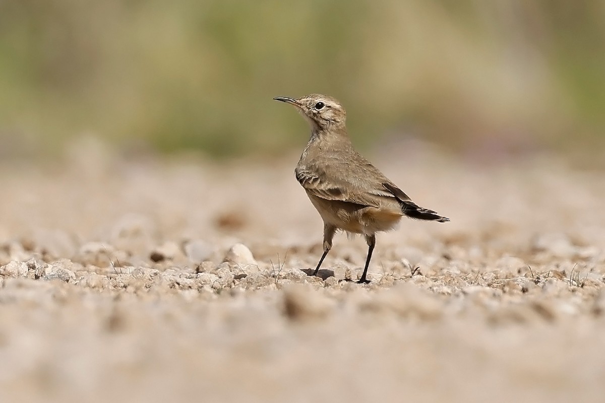 Common Miner - ML634943564