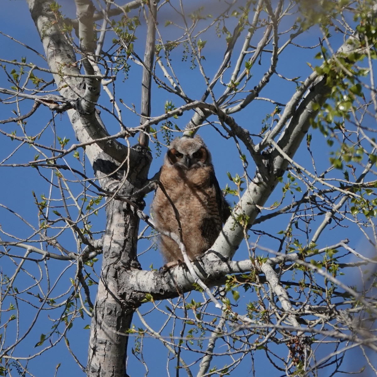 Great Horned Owl - ML634943588