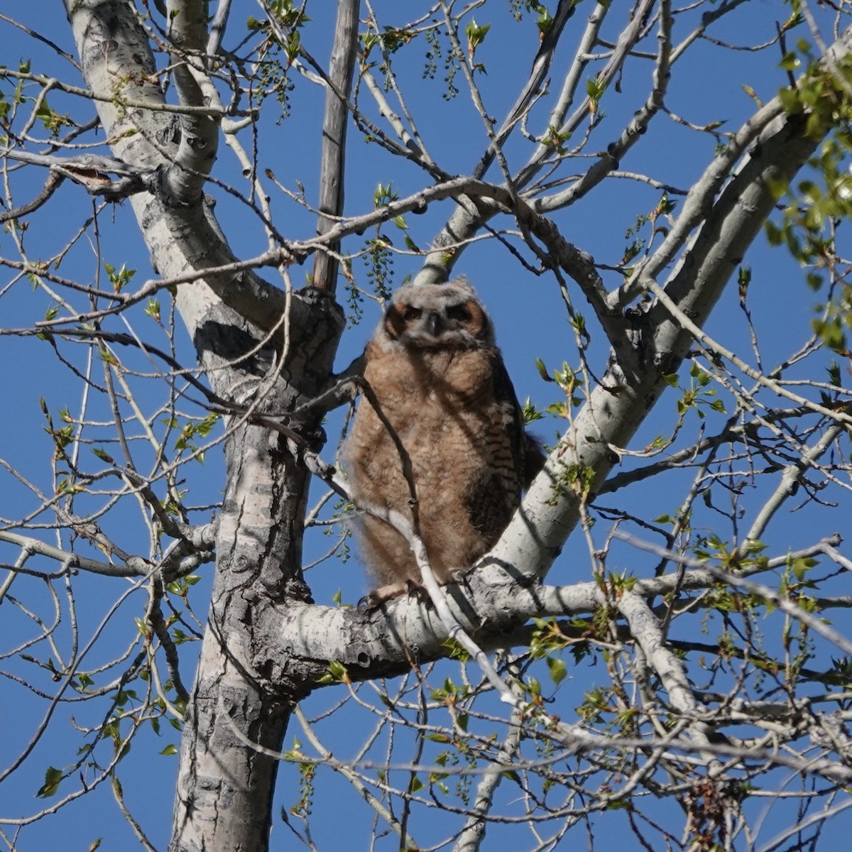 Great Horned Owl - ML634943589