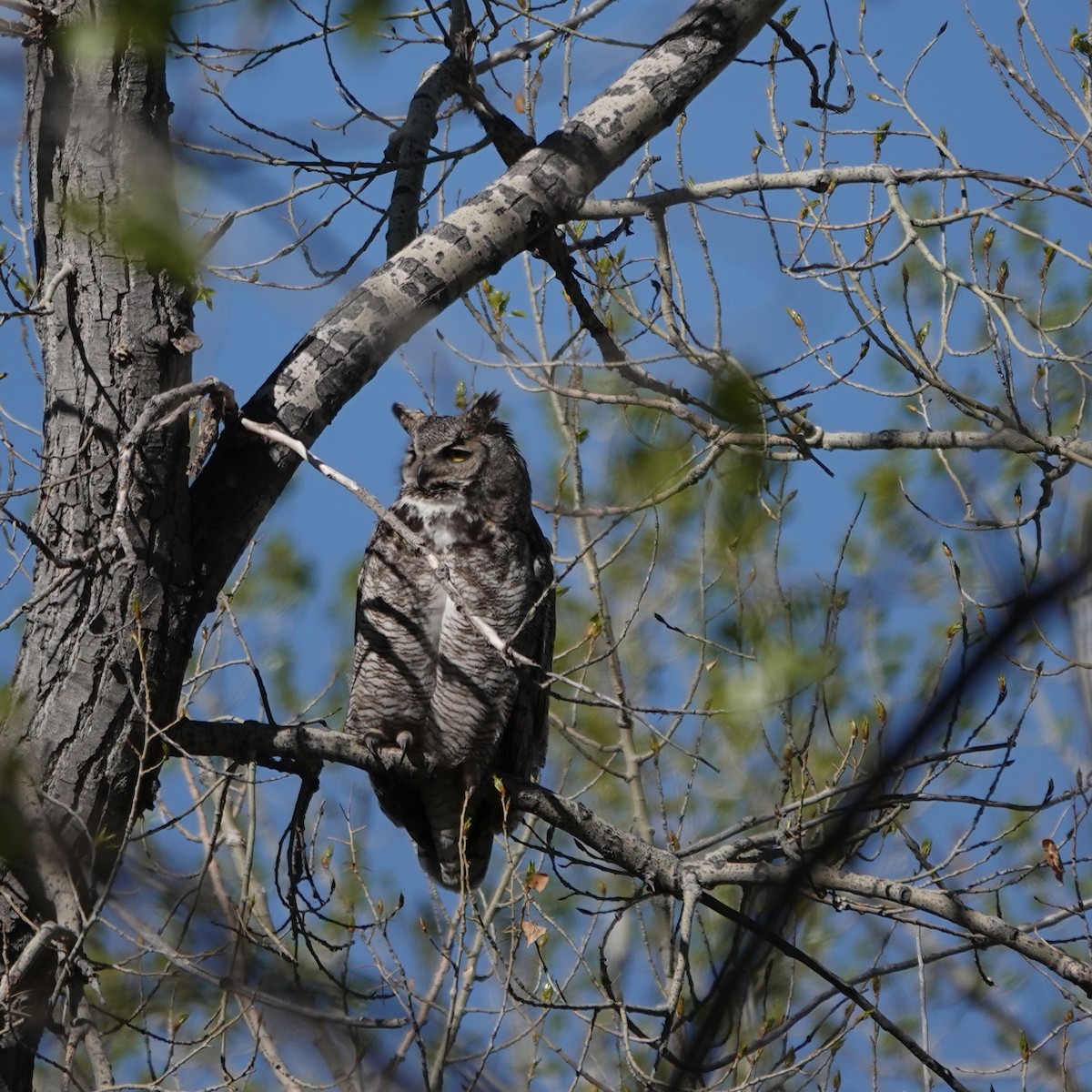 Great Horned Owl - ML634943596