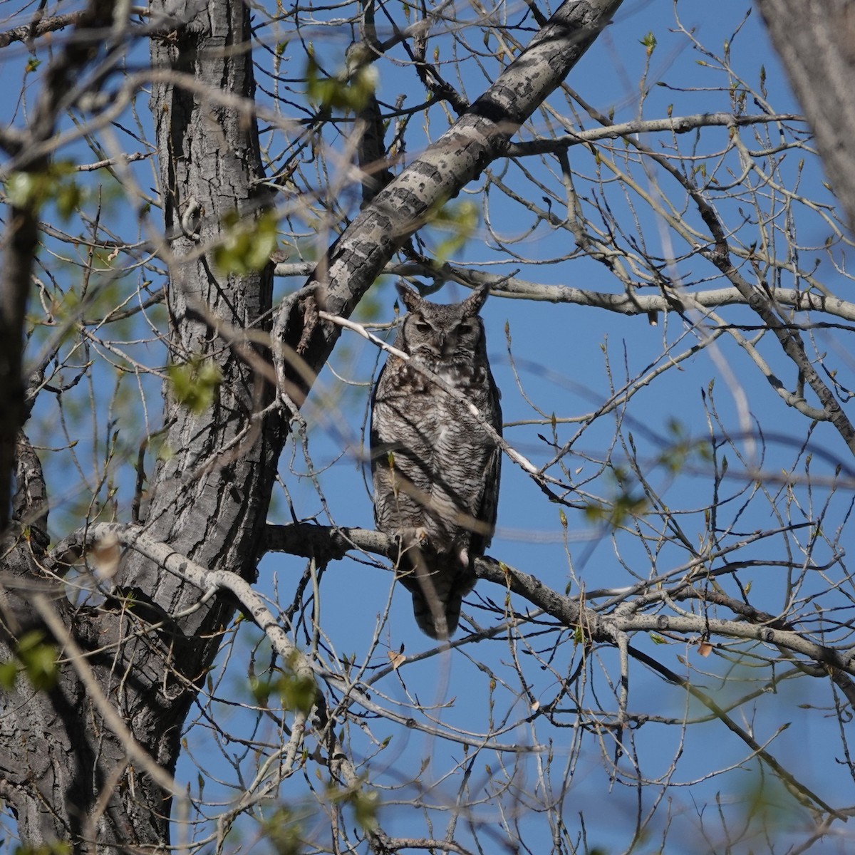 Great Horned Owl - ML634943597