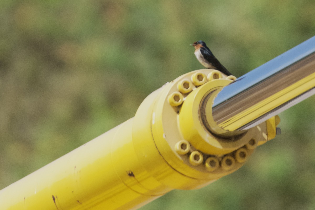 Pacific Swallow - ML634943598