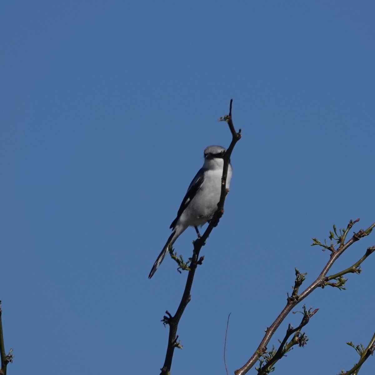 Loggerhead Shrike - ML634943628