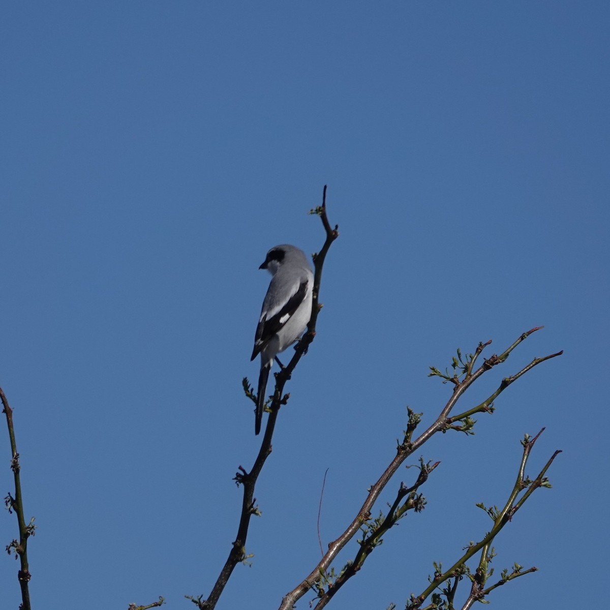 Loggerhead Shrike - ML634943629