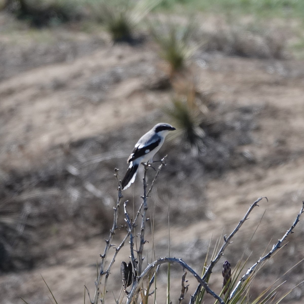 Loggerhead Shrike - ML634943631