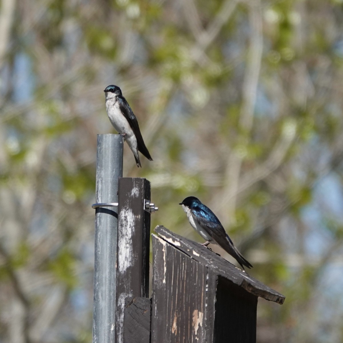 Tree Swallow - ML634943640