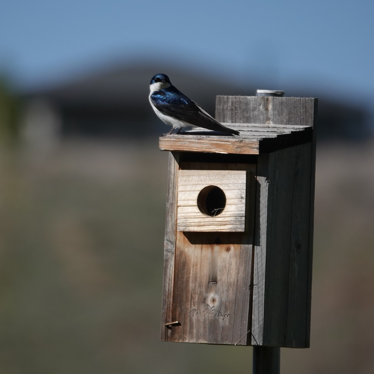Tree Swallow - ML634943641