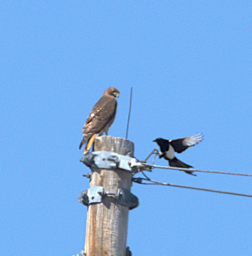 Red-tailed Hawk - ML634943655