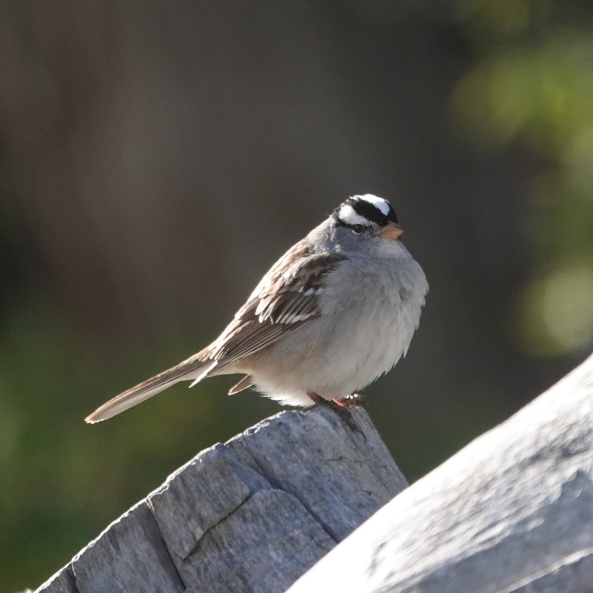 White-crowned Sparrow - ML634943663