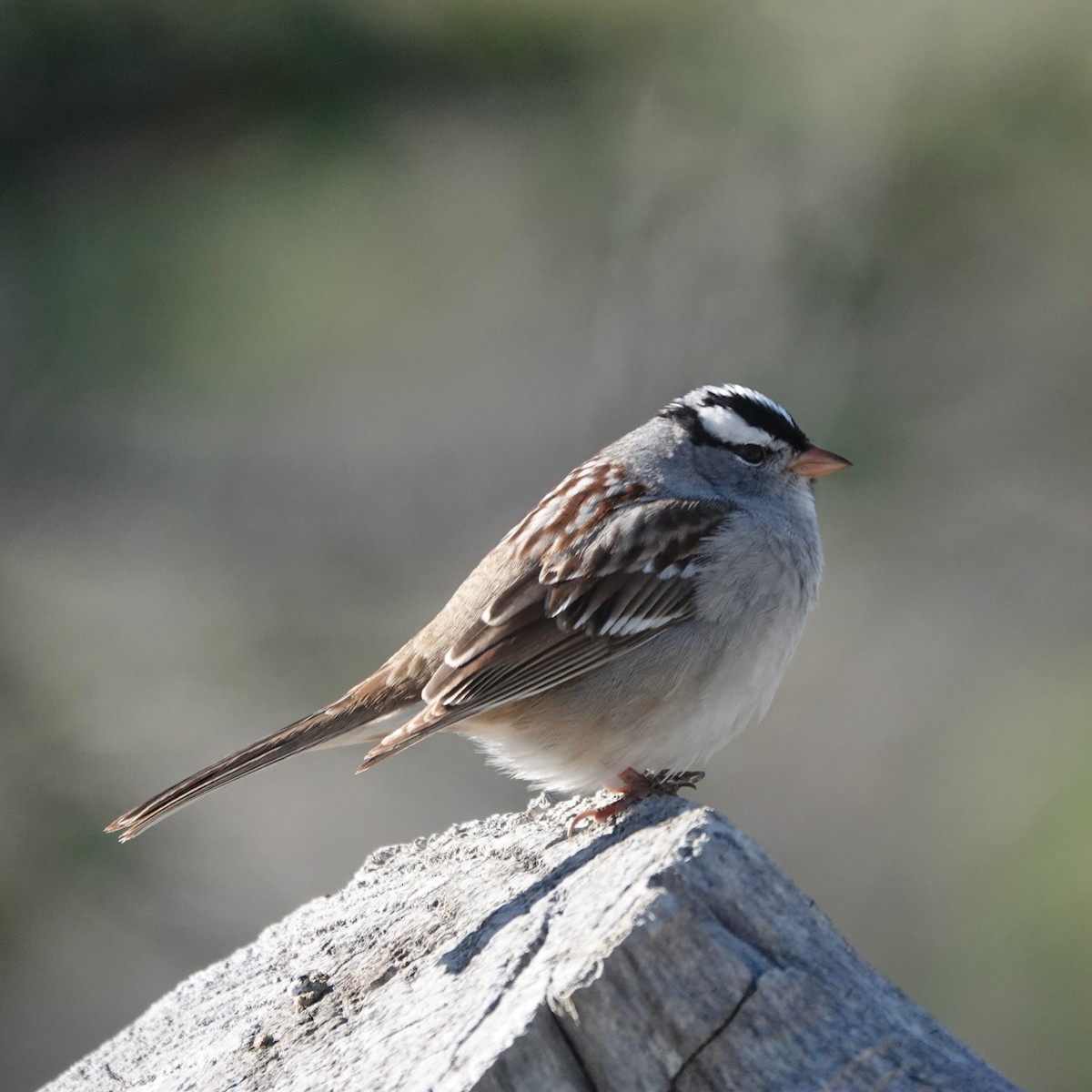 White-crowned Sparrow - ML634943664