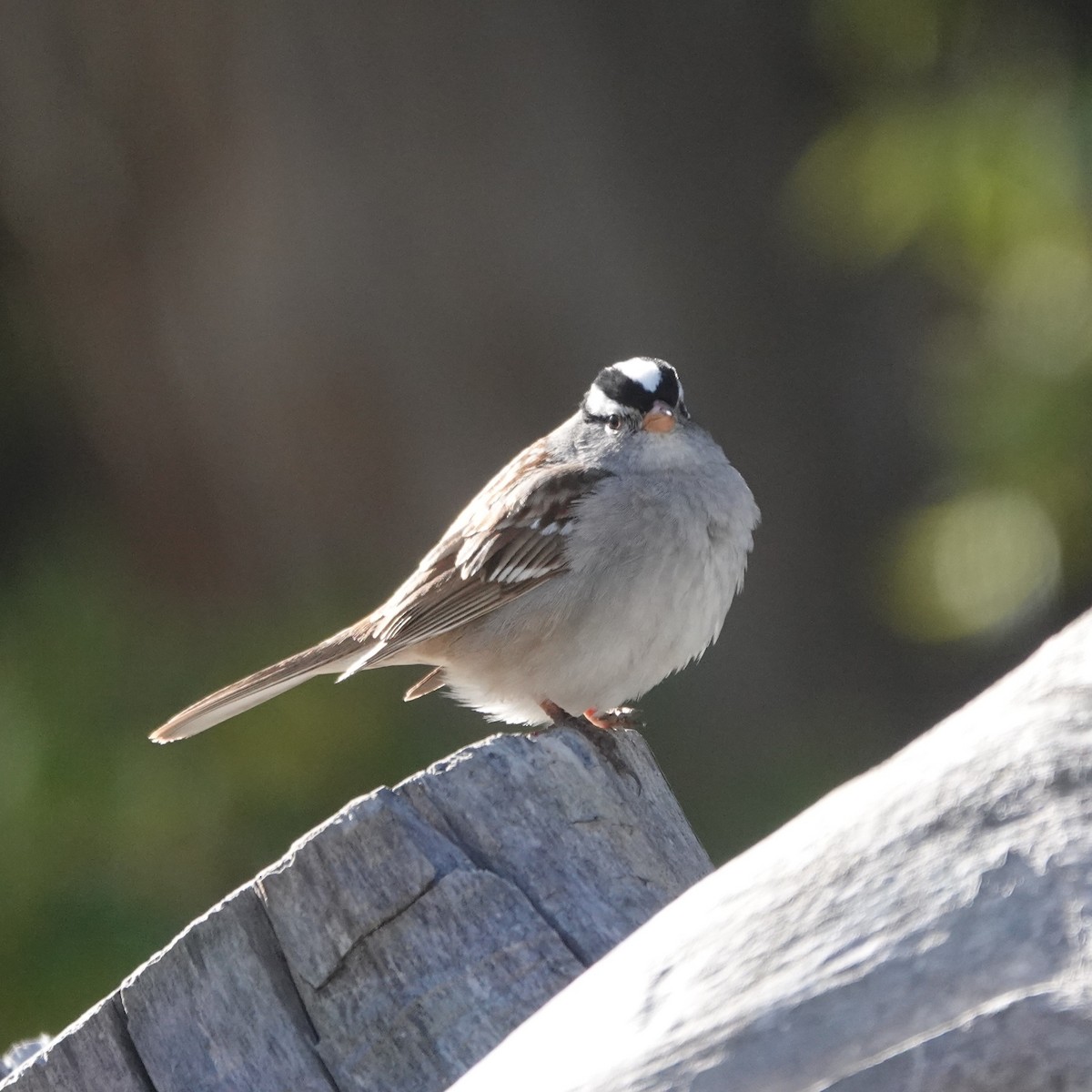 White-crowned Sparrow - ML634943665