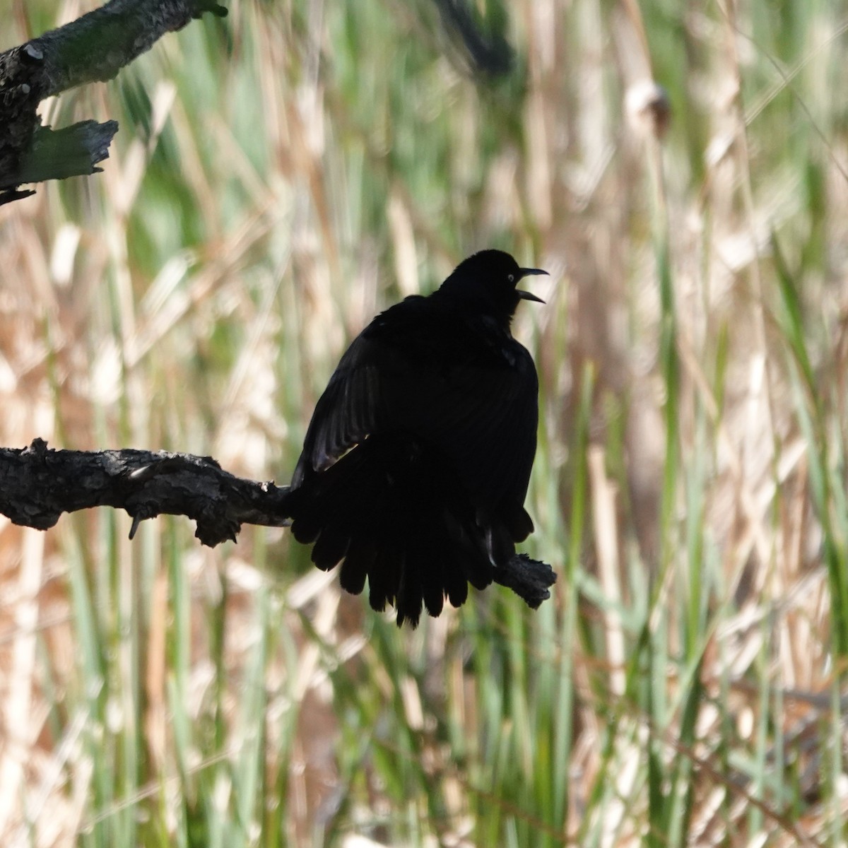 Common Grackle - ML634943681