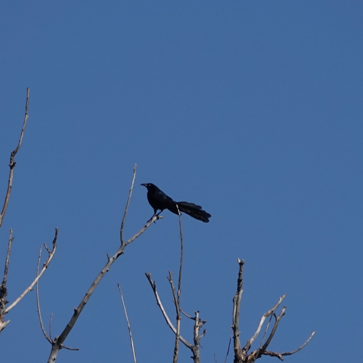 Great-tailed Grackle - ML634943690