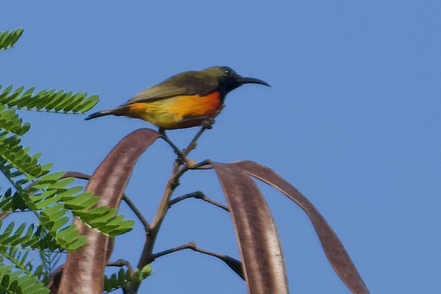 Flame-breasted Sunbird - ML634943720