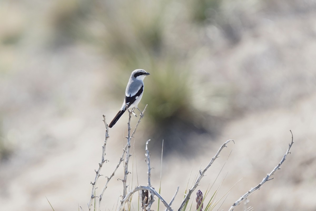 Loggerhead Shrike - ML634943939