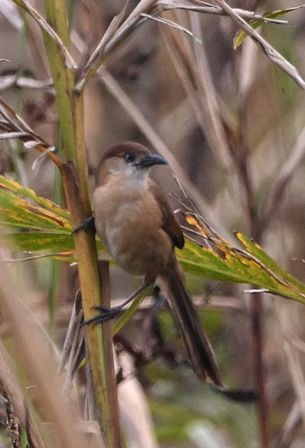 Slender-billed Babbler - ML634943962