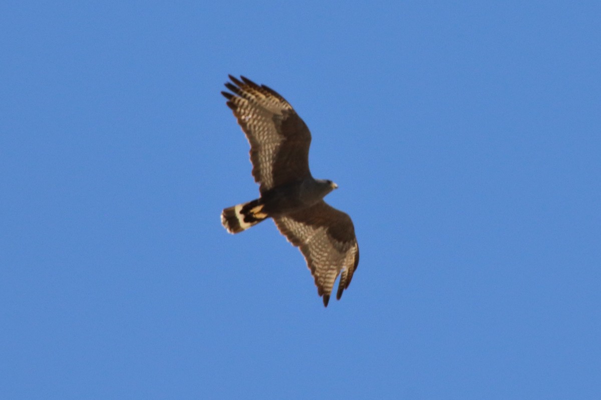 Zone-tailed Hawk - ML634944135