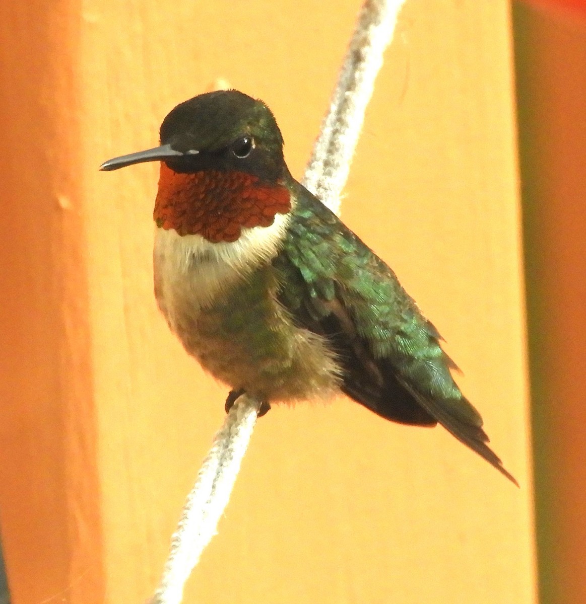 kalypta rubínohrdlá - ML634944254