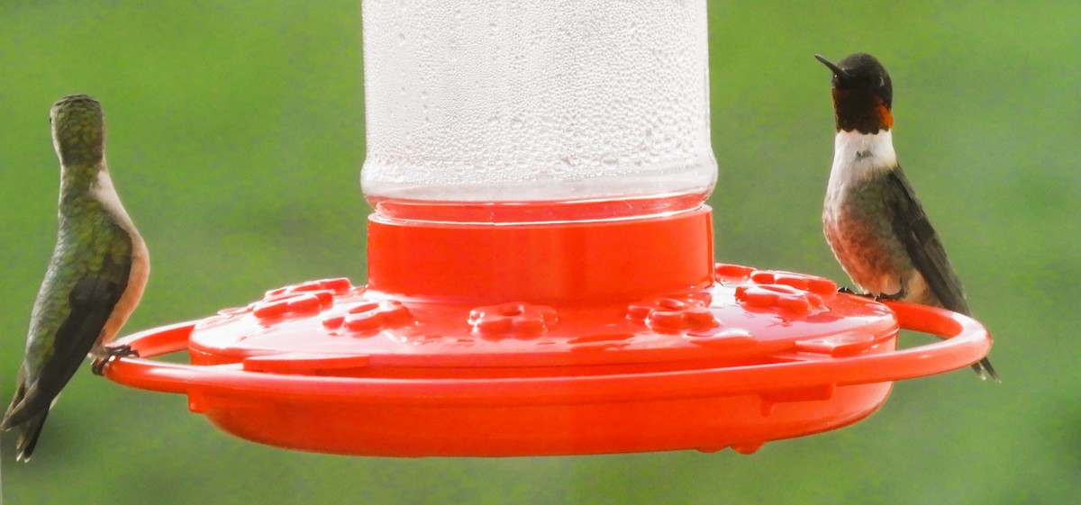 kalypta rubínohrdlá - ML634944310