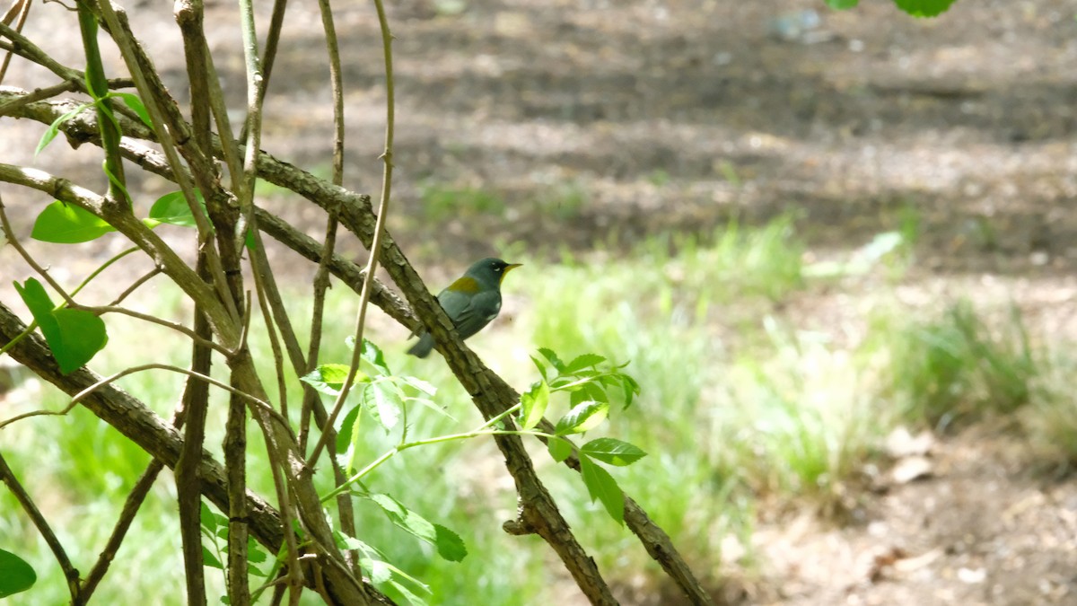 Kuzeyli Parula - ML634944495