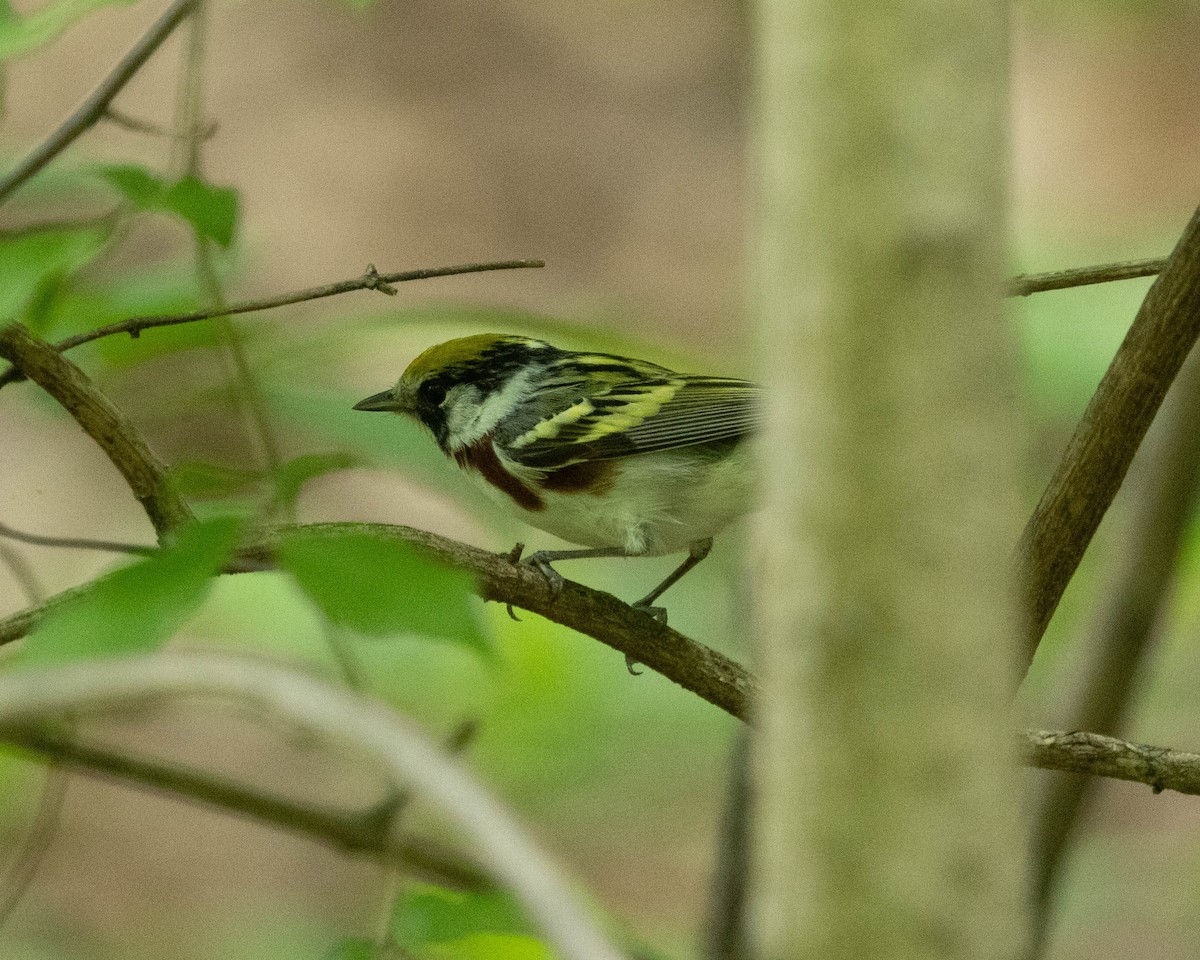 Chestnut-sided Warbler - ML634944649