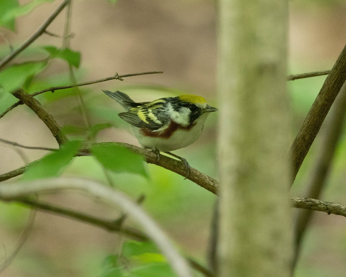 Chestnut-sided Warbler - ML634944650