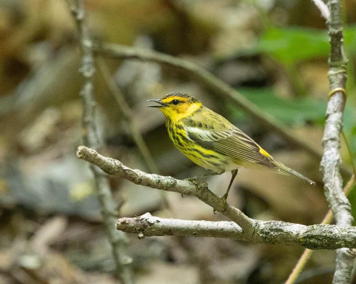 Cape May Warbler - ML634944657