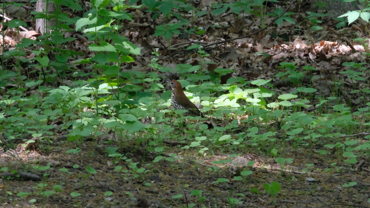 Wood Thrush - ML634944709