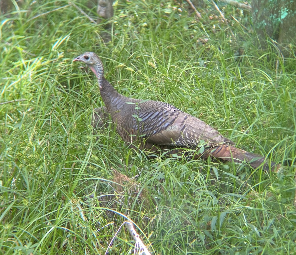 Wild Turkey - ML634944798