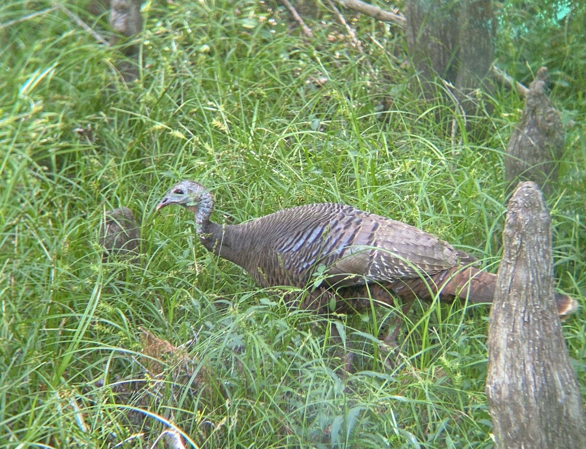 Wild Turkey - ML634944799