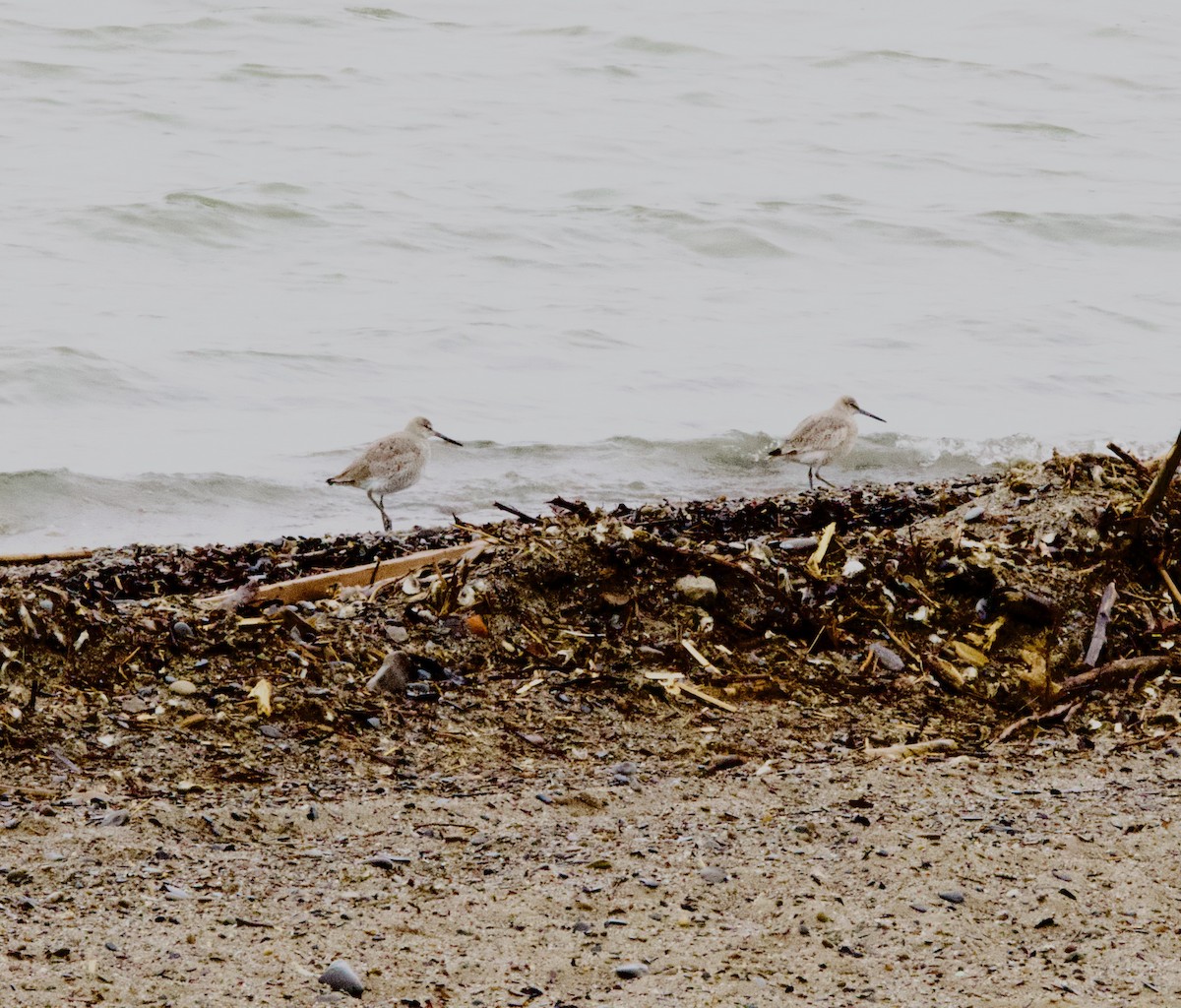 Willet - ML634944853